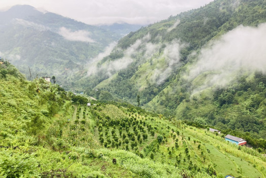 मध्यपहाडी लोकमार्ग छेउमै रहेको सुन्तला बगैंचा